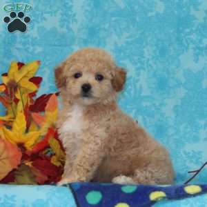 Elm, Bich-Poo Puppy